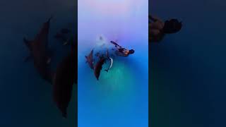 Snorkeler Swimming with Wild Atlantic Spotted Dolphins in the Bahamas