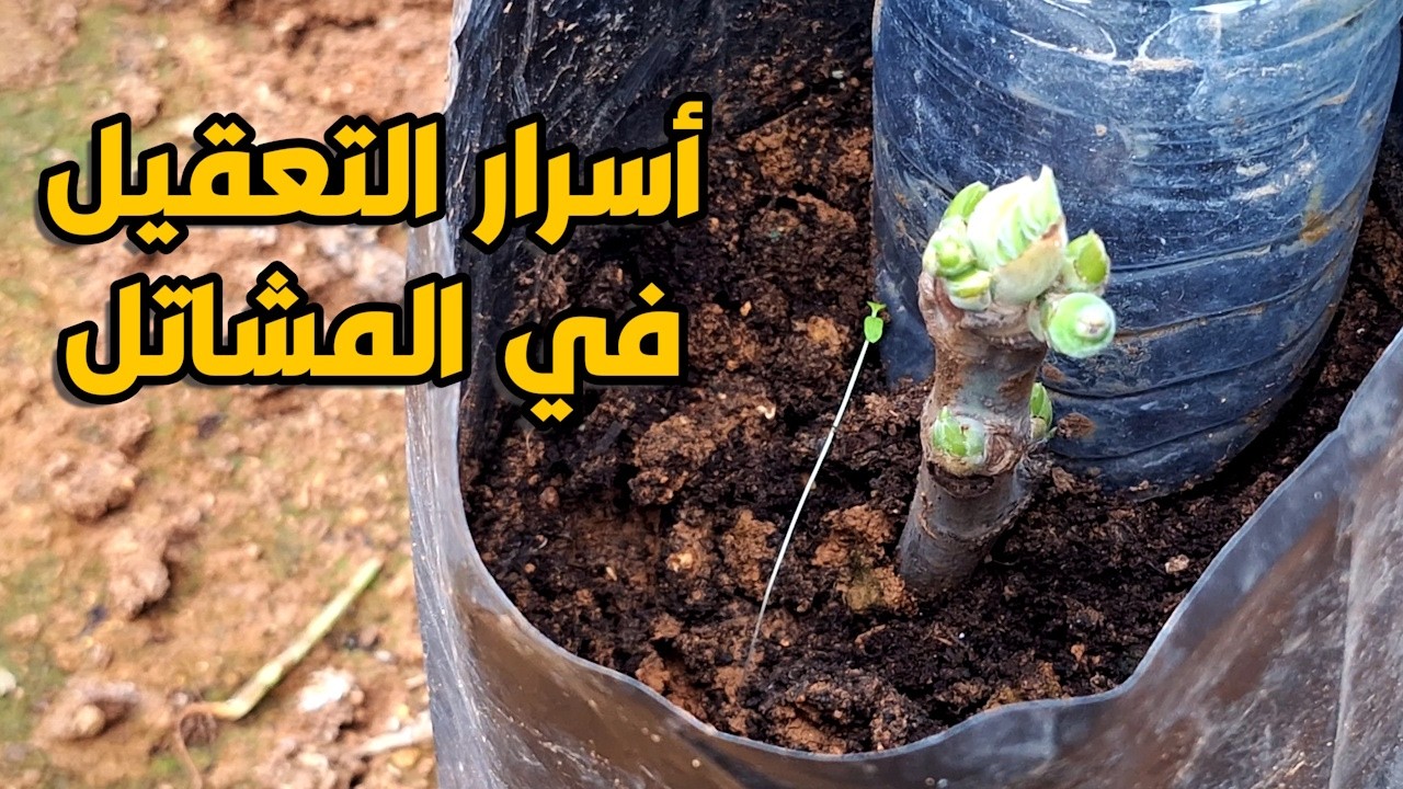 لماذا لا يريد أصحاب المشاتل كشف هذا السر؟ 🤫 أسرع طريقة لإكثار عشرات الأشجار من 'غصن واحد' في دقائق🌳