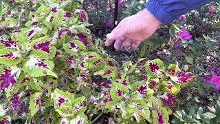 What to do after a freeze in Brevard County Florida