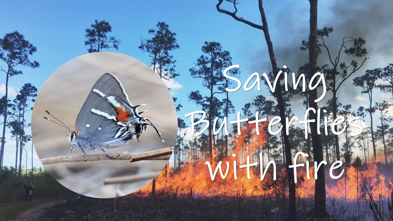 The endangered butterflies that need fire to survive
