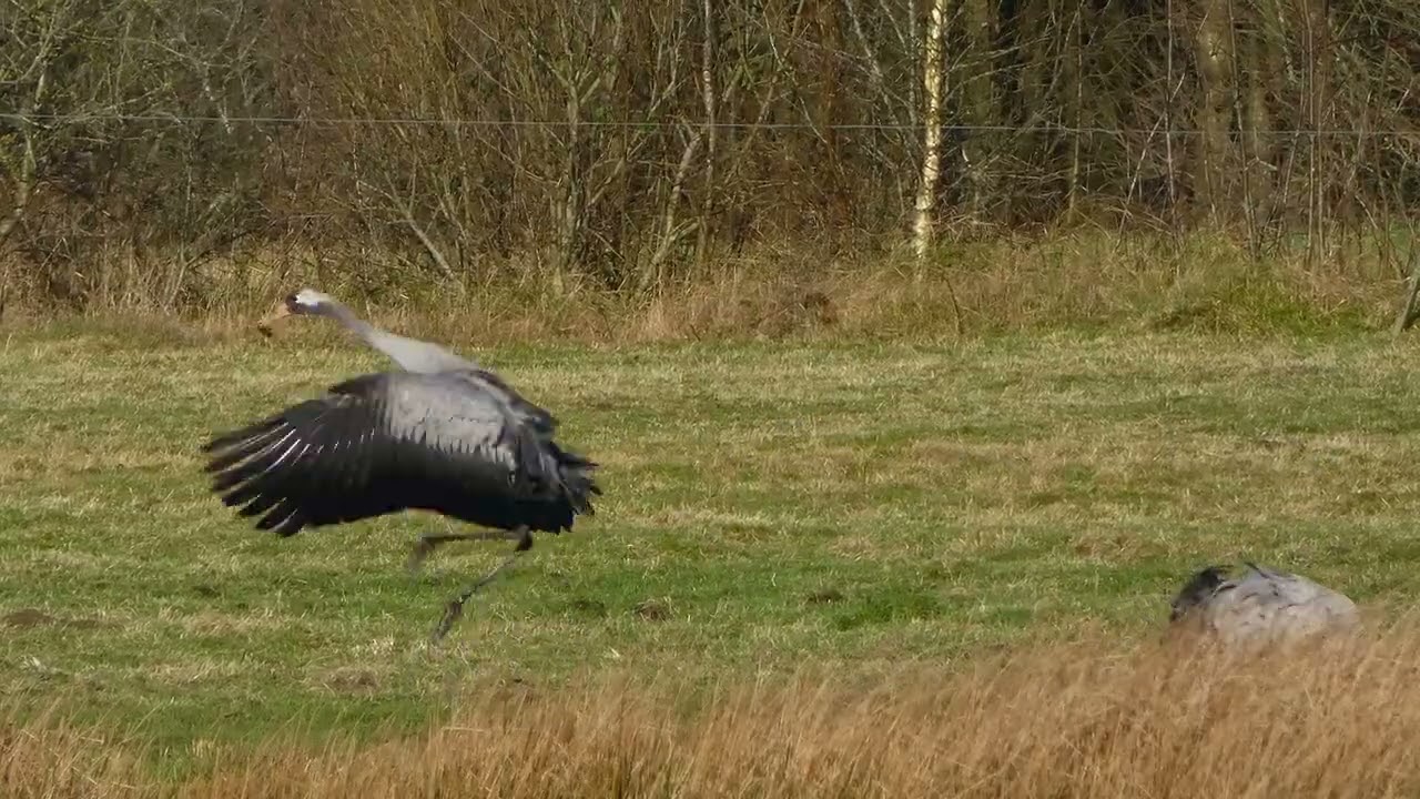 Traner  Cranes  Wild Life - naturen omkring Kolding