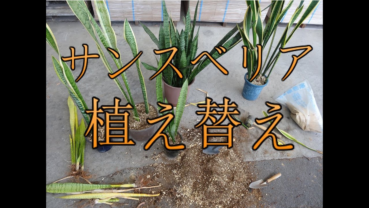 冬越しに失敗したサンスベリア Sansevieria Snake Plant Youtube