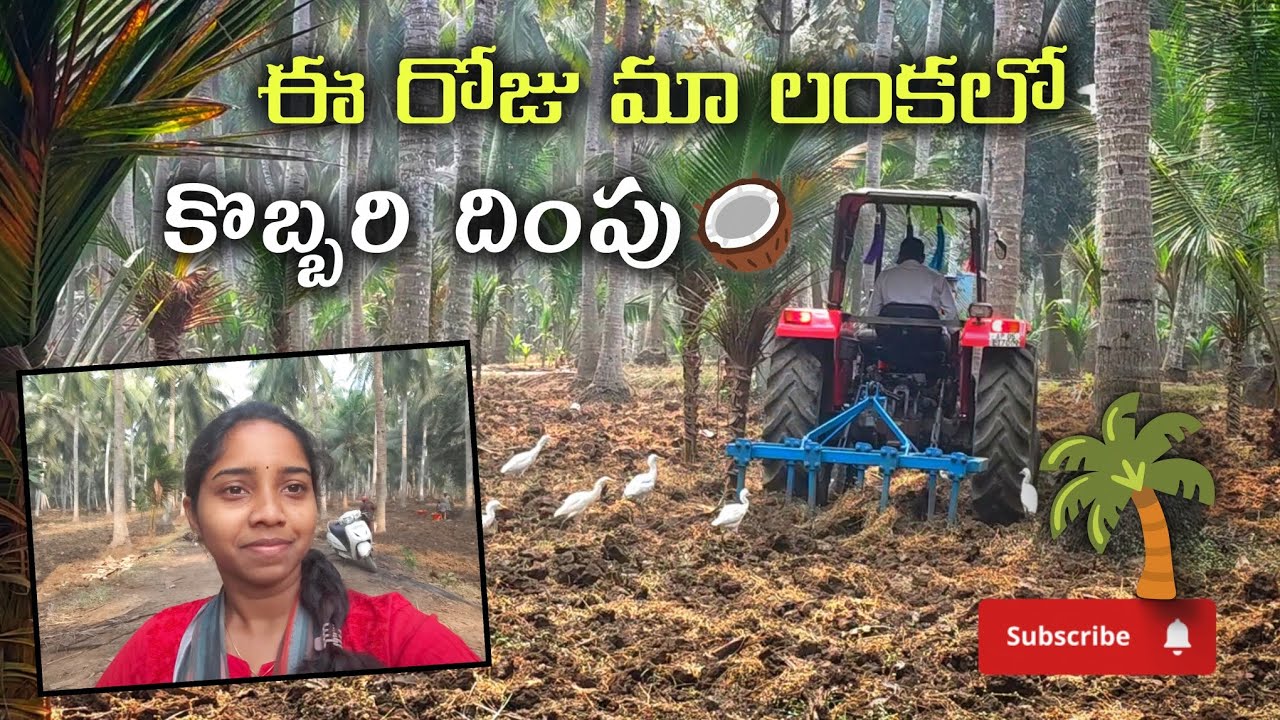 Coconut harvest in our లంక 🌴🥥✨#viral #konasema #telugu #dailyvlog #trending #villagelife #love #life