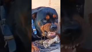 DOG BABYS 🤩😂 Bres #shorts #doblaje #kangal #dog #facts #ytshorts