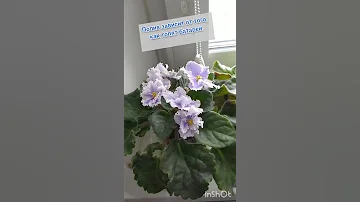 ФИАЛКИ САЖАЮ ТОЛЬКО В БУТЫЛКИ | Уход за ФИАЛКАМИ в домашних условиях