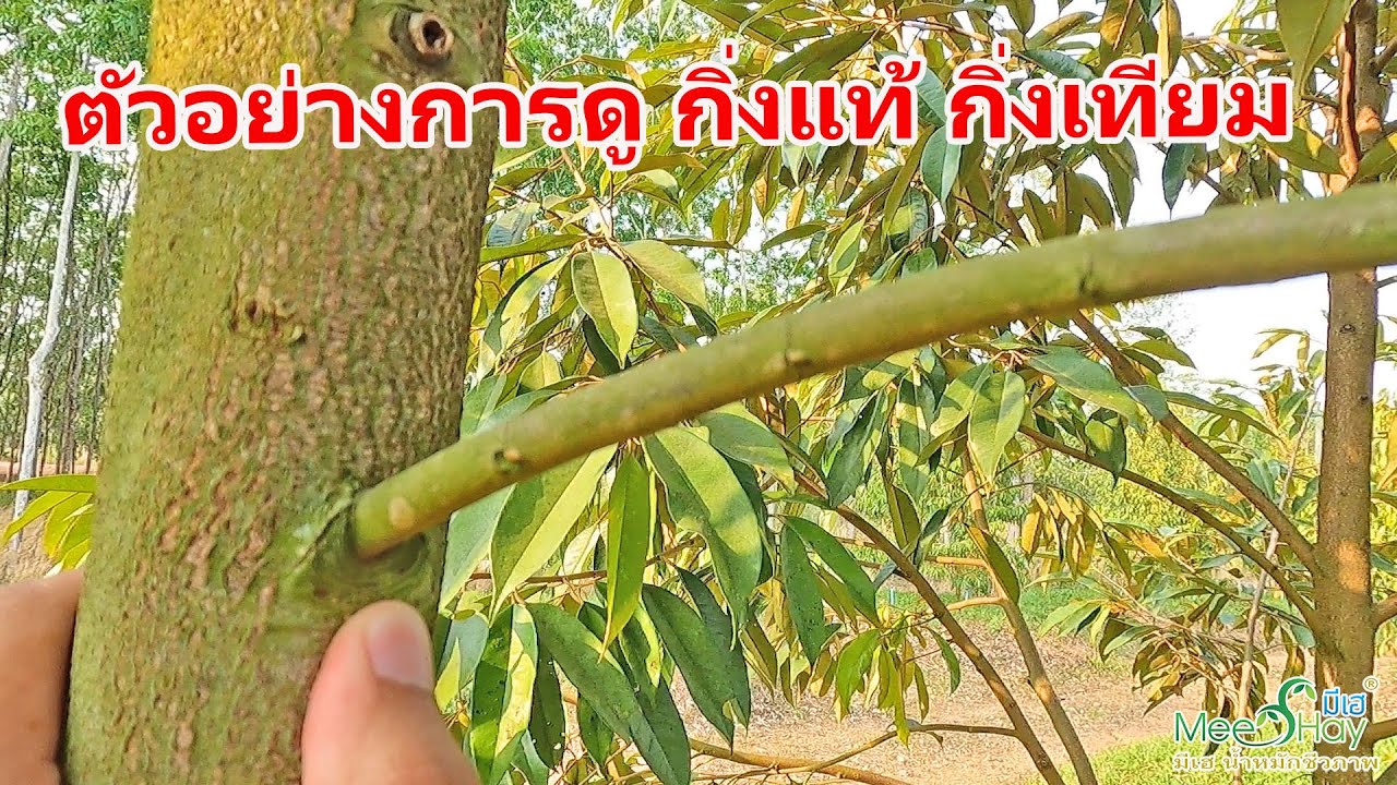 ตัวอย่างการดู กิ่งแท้ กิ่งเทียม สำหรับการตัดแต่งกิ่งทุเรียน S23E08