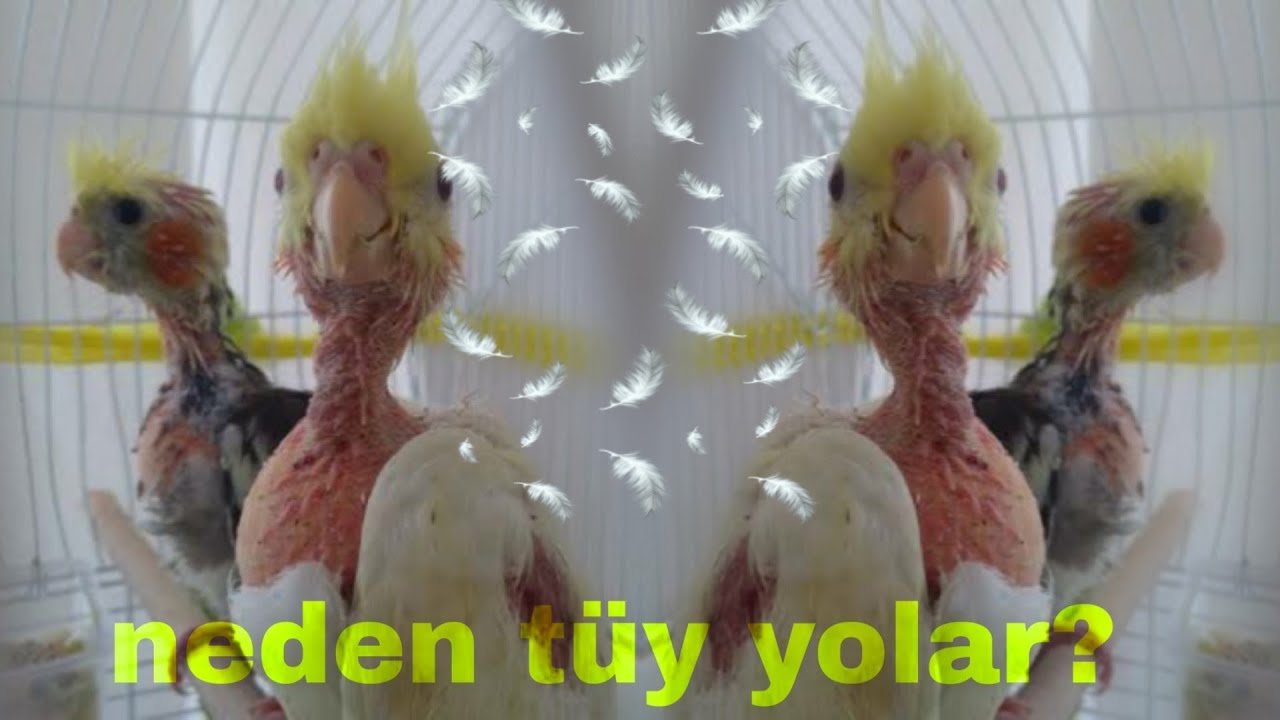Sultan papağanları yavrularının tüyünü neden yolar?