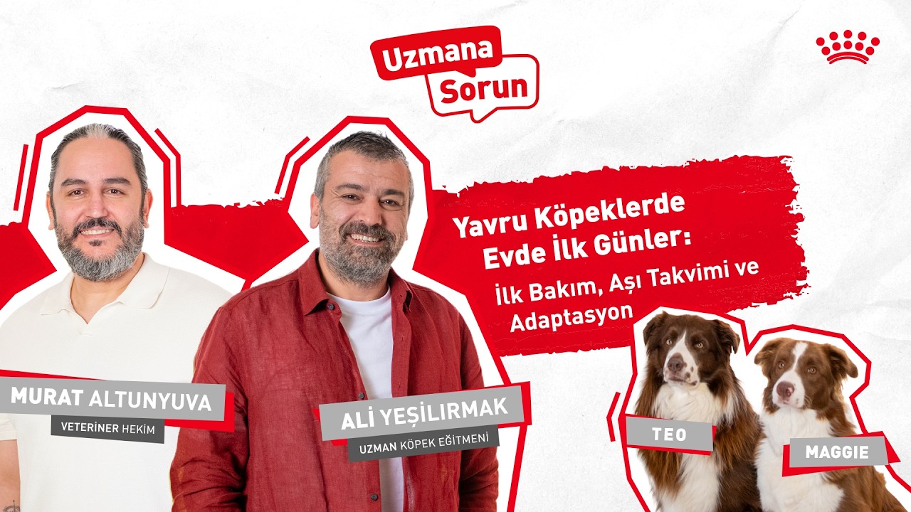 Yavru Köpeklerle Evde İlk Günler: İlk Bakım, Aşı Takvimi ve Adaptasyon