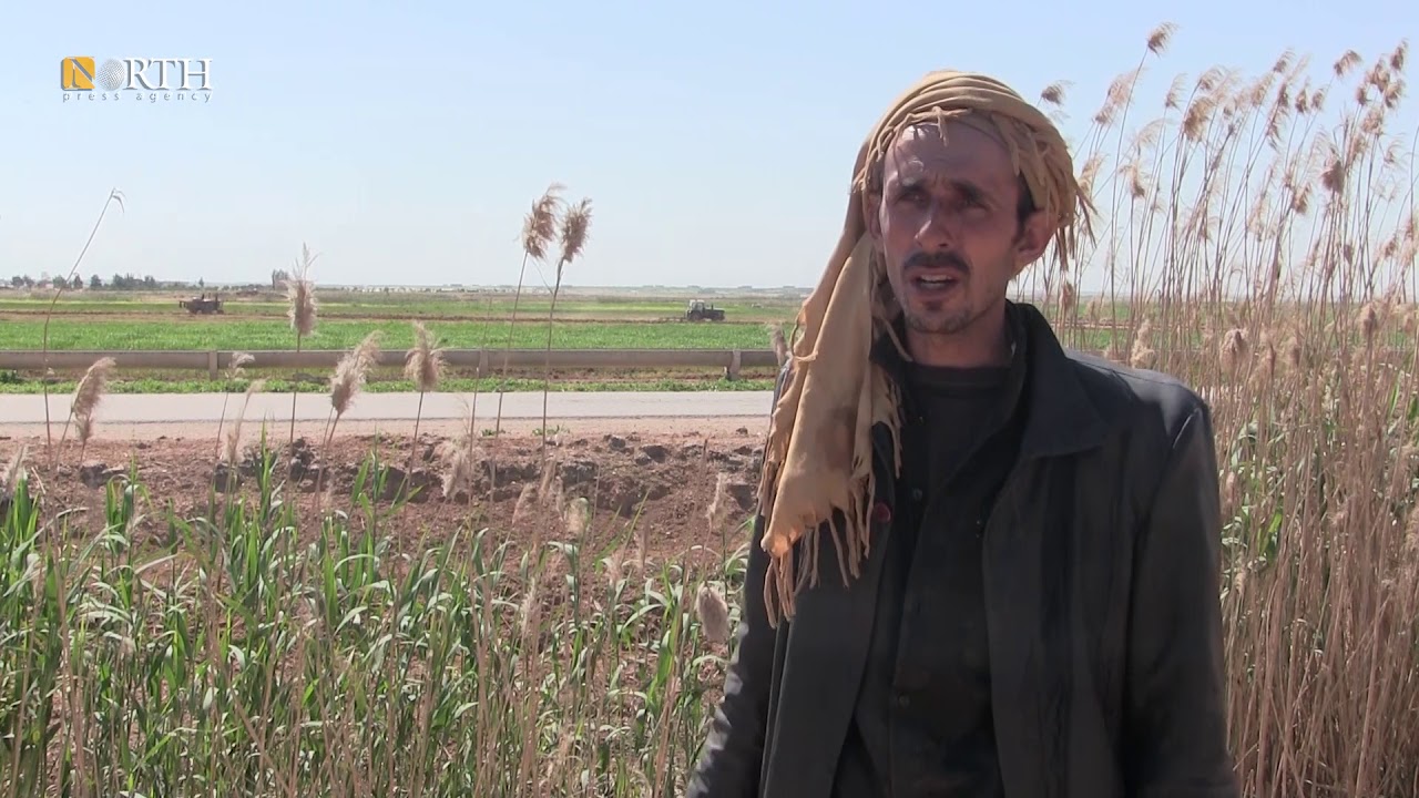 نورث برس: زراعة القطن في الرقة.. تراجع في الإقبال على زراعته ومطالبات بدعم أكبر