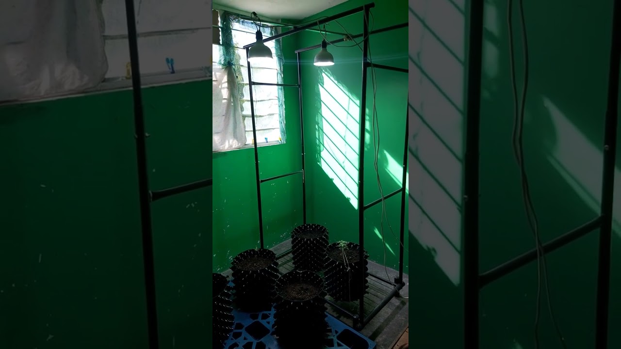 CURSO AUTOCULTIVO INDOOR P2 - Como hacer un indoor casero barato y efectivo