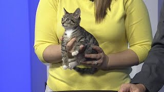 Kitten up for adoption