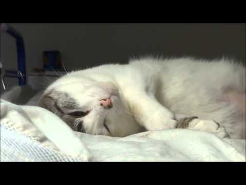 夢を見る猫 Cat in a dream