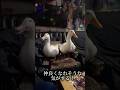 アヒルとスバル