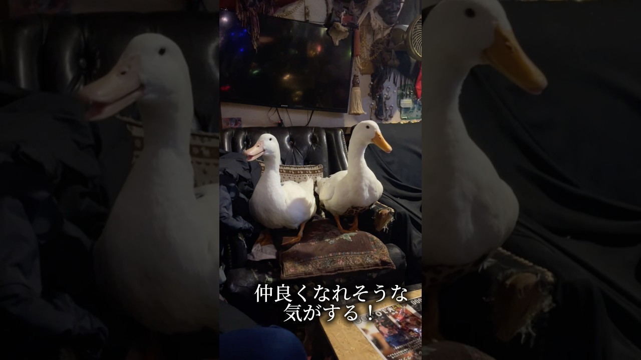 アヒルとスバル