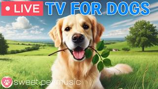 🔴24 Hours of Dog TV🎵🐶Calming Music for Dog Sleep🐾🩷Soothing Music for Dog Stress and Anxiety Relief