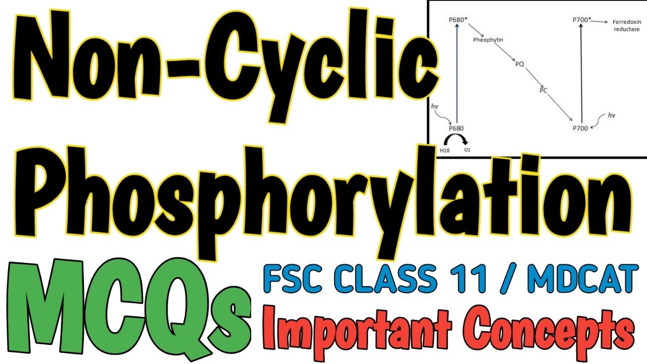 NONCYCLIC PHOSPHORYLATION | MCQS | BIOENERGETICS | BIOLOGY 11 and MDCAT | Important Concepts