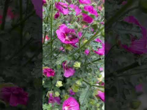 Anisodontea capensis (African Mallow) flowers 🌸 😍🍃🐝💚   #nature #flowerworld #viralshort