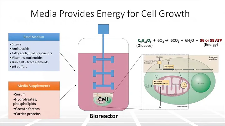 Understanding Chemically Defined Media in Bioprocessing – Two Minute Tuesday Video