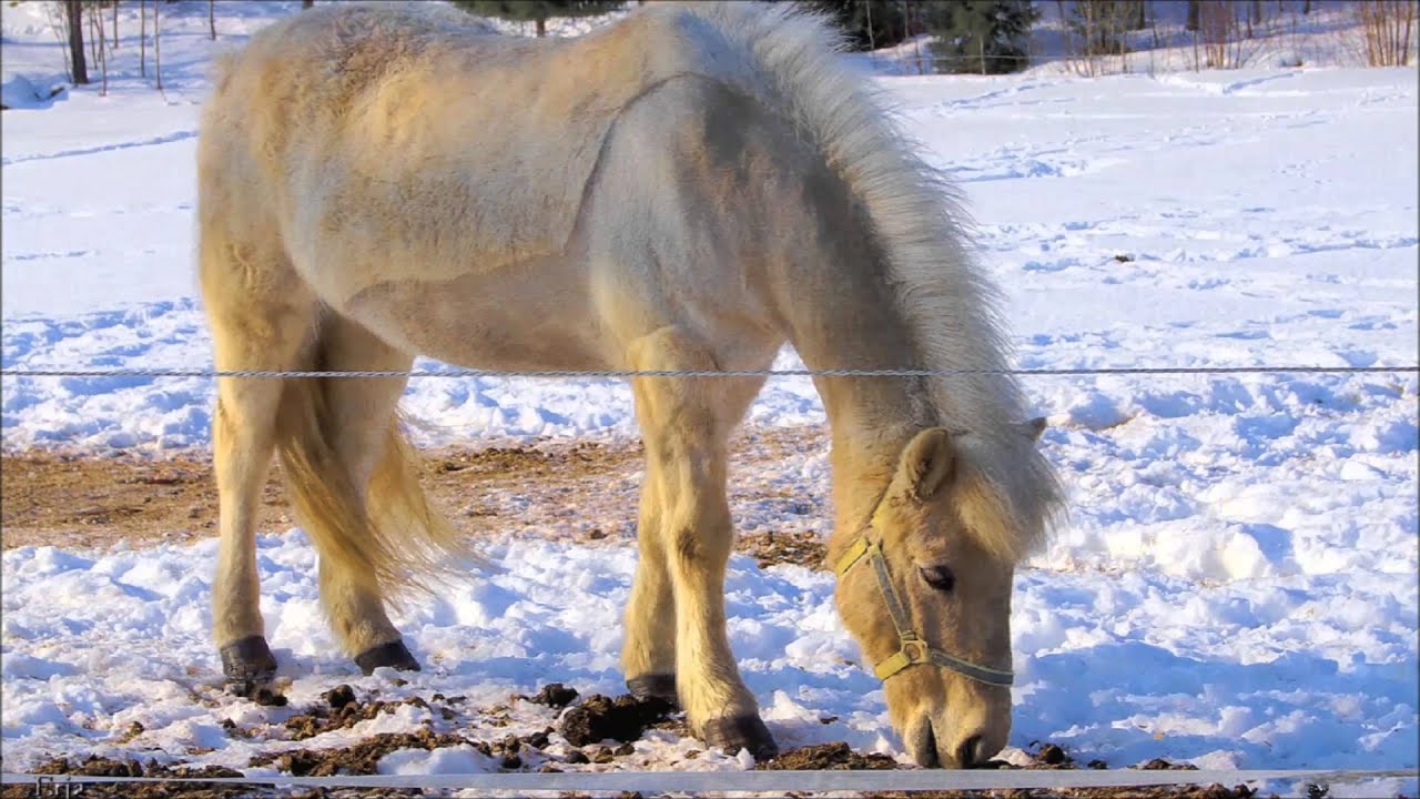 Лошадка на 7. Лошадь из снега. Лошади в снегу фото. Пара красивых лошадей на снегу. Лошадь снег Киргизии.