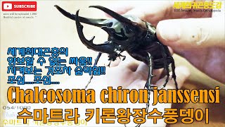 054 정브르의 손을 다치게 한 괴물풍뎅이의 투쟁 !!!! Chalcosoma chiron chiron 키론왕장수풍뎅이