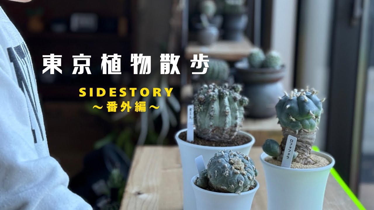 【東京植物散歩番外編】ボタ横で何買った！？爆買い再び！黒王丸、ロホホラ、ブルゲリなど珍奇植物の購入品10株全紹介！