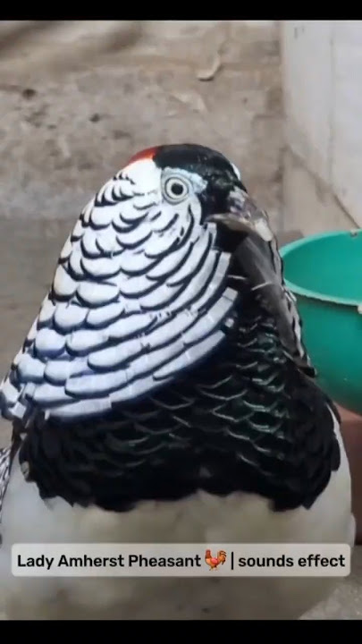 Lady Amherst Pheasant 🐓 | sounds effect #short #chicken ##ayam #birds #birdslover #funny #birdsounds