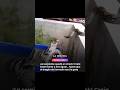 La serpiente quedo en shock #animales #serpiente #animal #humor #meme #viral #memes #snake