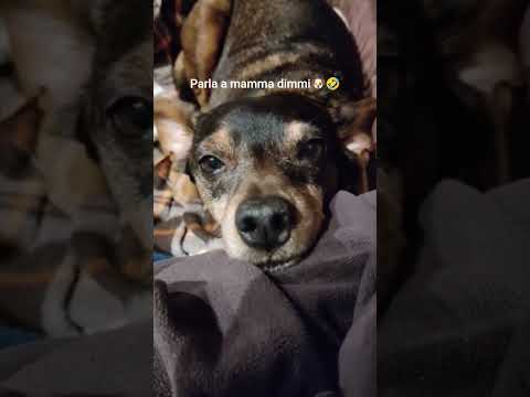 PARLA A MAMMA DIMMI🐶🤣