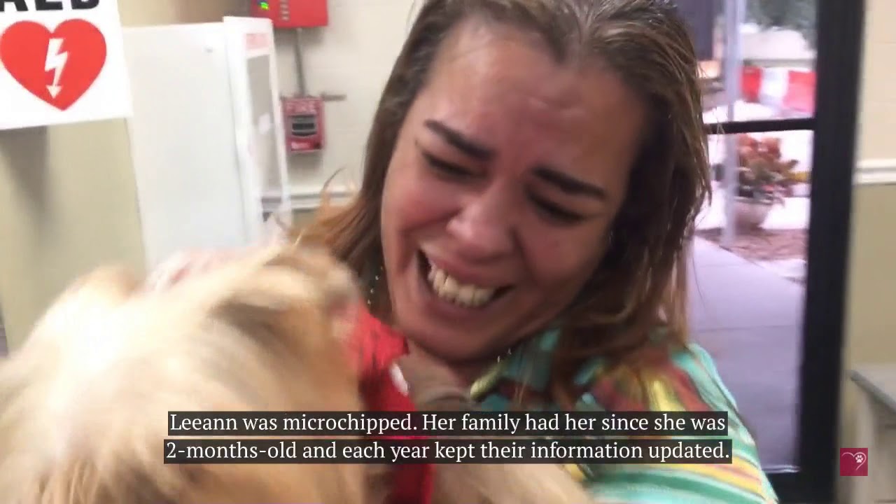 Dog Missing for 3 Years Reunites with her Family - YouTube