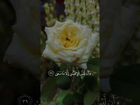 و ا ن ل ي س ل ل ا ن س ان ا ل ا م اس عى  قرآن ياسر الدوسري تصميمي تلاوات