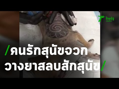 คนรักสุนัขเดือดหนุ่มวางยา-สักลายสุนัข | 03-05-63 | ข่าวเช้าไทยรัฐ เสาร์-อาทิตย์