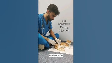 Recovery of Cat Paralysis