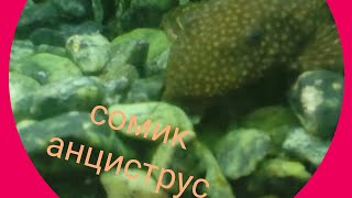 Сом анциструс полезная рыбка для аквариума Сом анциструс полезная рыбка для аквариума
