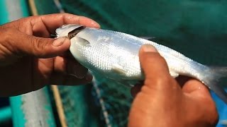 Fish Kill Prevention and Feeding Management | TatehTV Episode 01