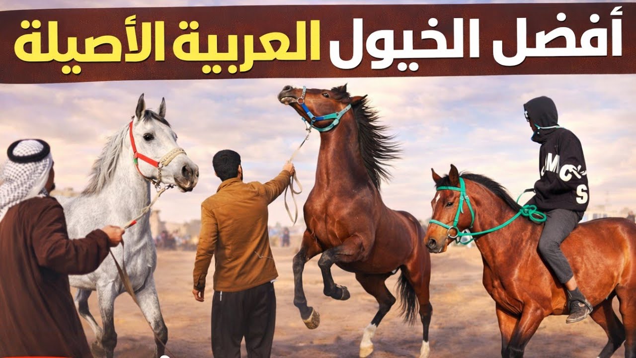 🔥🐎 خيول عربية أصيلة تخطف👀الأنظار! 🐎🔥إذا كنت من عشّاق القوة، الجمال، والأصالة فأنت في المكان الصحيح 💥
