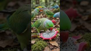 Parrot Paradise#parrotlife#naturelovers#birds#parrot