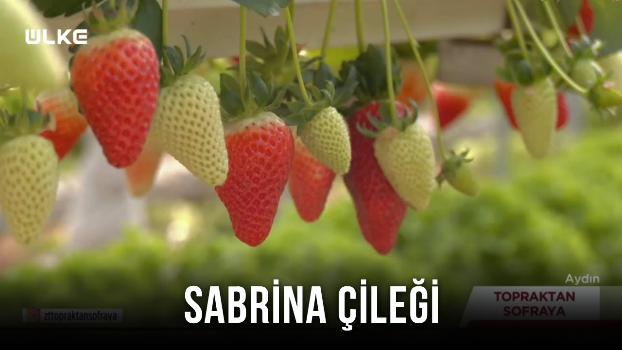 En Dayanıklı Çilek Cinsi - Topraktan Sofraya