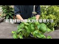 【ポトス等のインテリア🌳観葉植物🌳】育て方・水やりの基本。枯れる原因はたぶんこれ！！