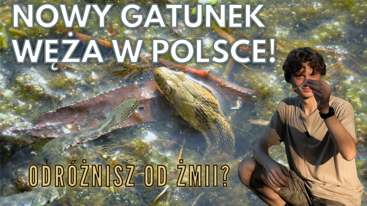 Zaskroniec rybołów dotarł do Polski! - to nasz 5 gatunek