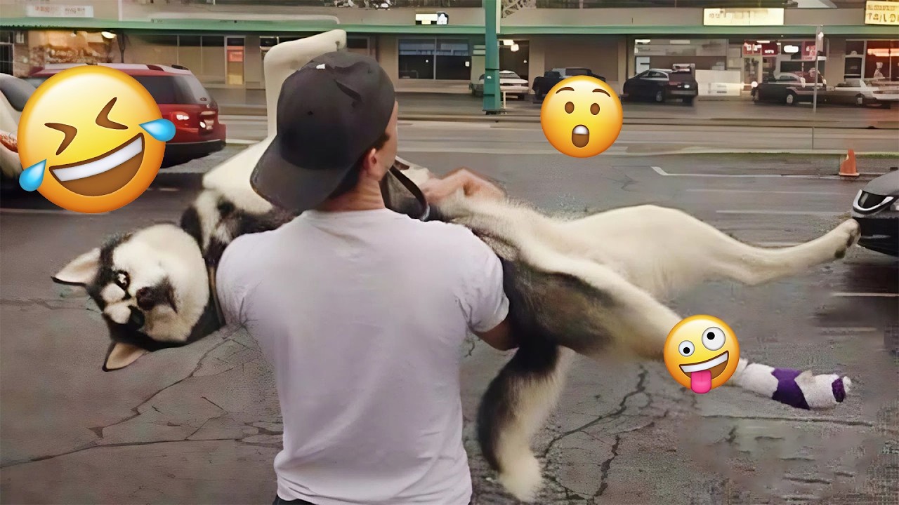 DOGS Will Make You LOSE IT 😂 | Funniest Dog Compilation #7 - YouTube
