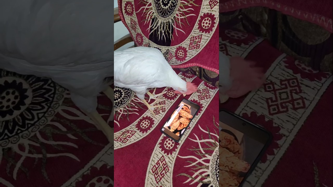 Bhattu gadi torture ki 🙏🏻 