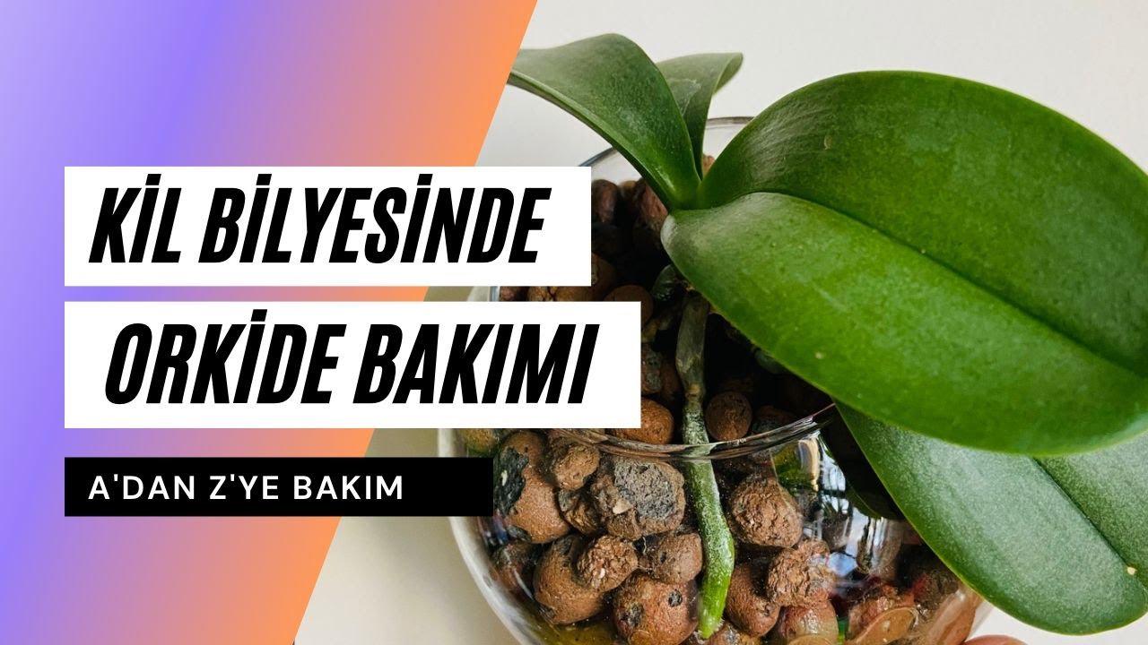 Kil Bilyesi ile Orkide Bakımı | Sulama - Besleme - Saksı Değişimi