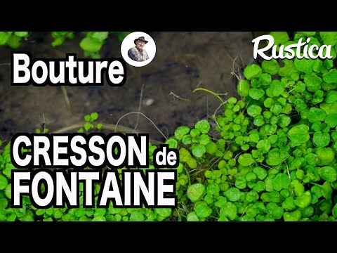 Vidéo: Qu'est-ce que le cresson de fontaine ?