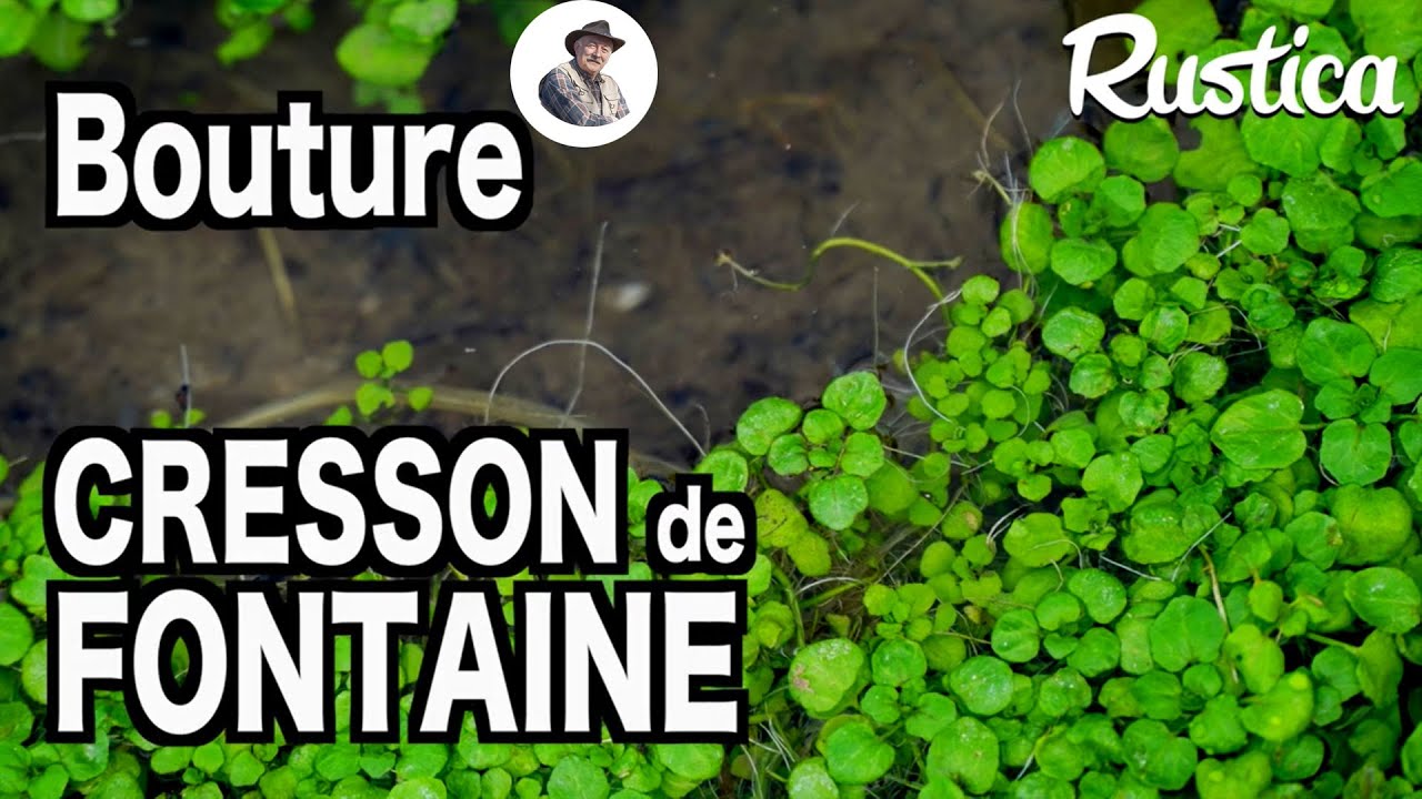 Comment multiplier du cresson de fontaine sauvage. - YouTube