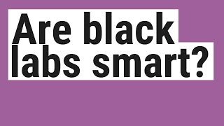 Are black labs smart?