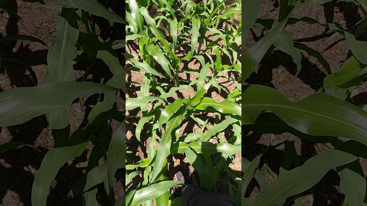 Building a trellis for my sugar baby watermelons. Pt. 1