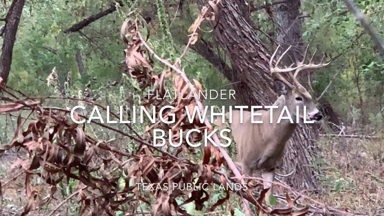 Bowhunting Texas public Whitetail from the Ground YouTube