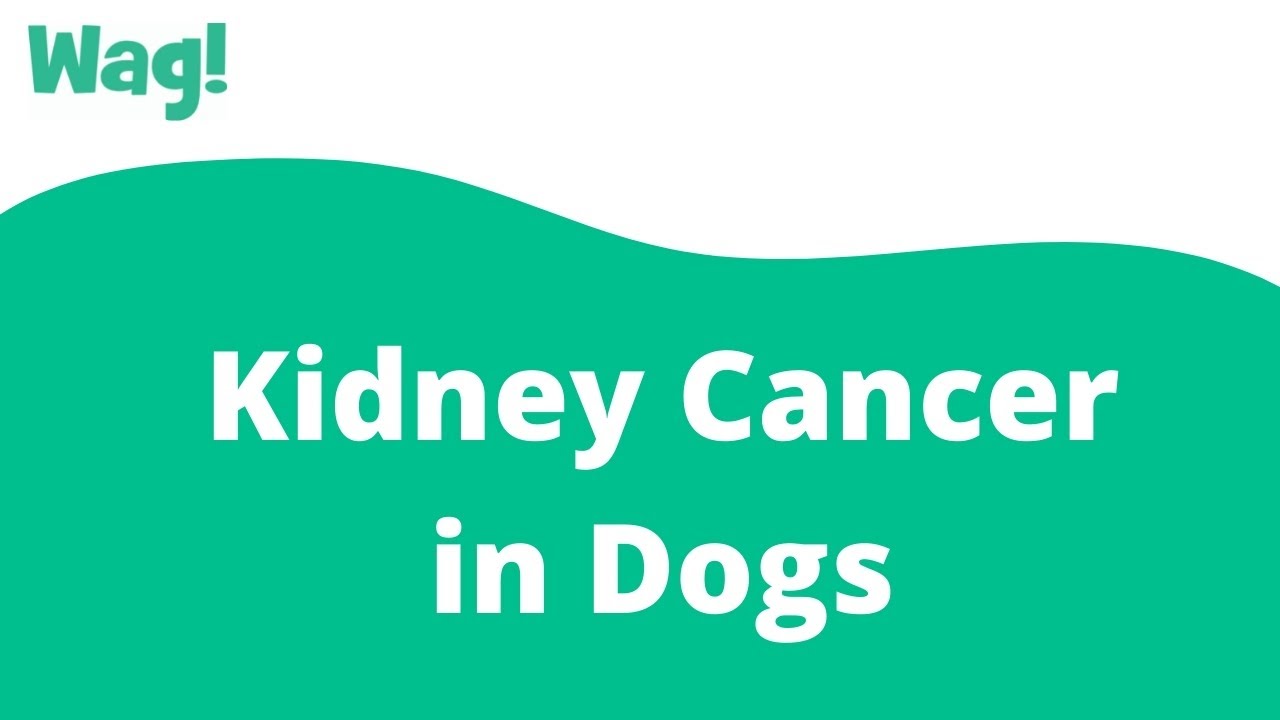 Kidney Cancer in Dogs Wag! YouTube