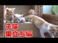 赤ちゃんを身ごもった野良猫親子の保護記録④　子猫の巣立ち編