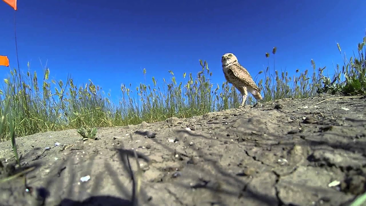 Burrowing Owl Feeding Young. YouTube